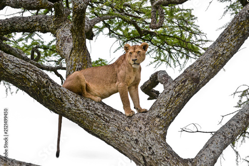 Canvas Print A lion rests on a tree branch in the Serengeti