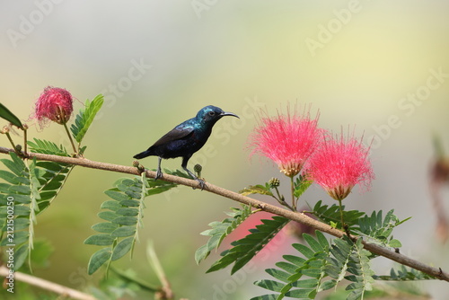 Photography The purple sunbird (Cinnyris asiaticus asiaticus) is a small bird in the sunbird family