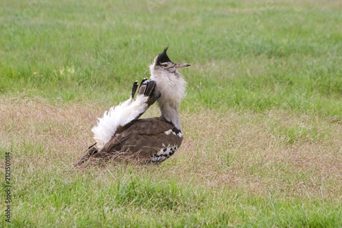 Obraz na płótnie Kori bustard displays its plumage in the savanna