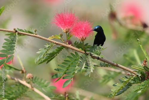 Photography The purple sunbird (Cinnyris asiaticus asiaticus) is a small bird in the sunbird family
