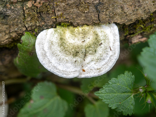Konstfotografi White bracket fungus growing on tree bark