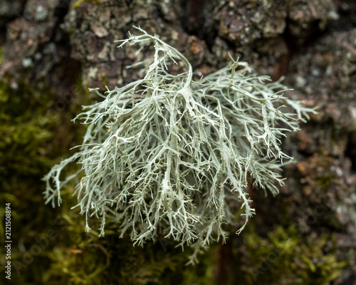 Fotografie Pale branching lichen on tree bark