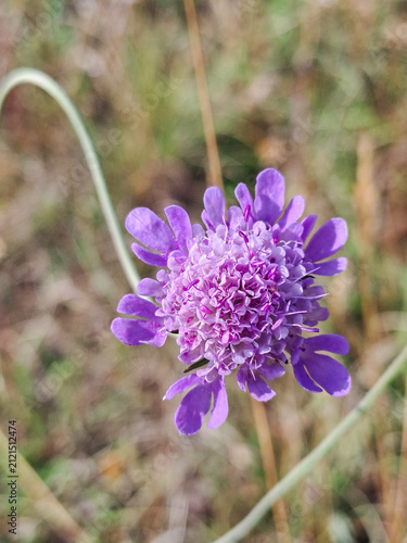 Delicate purple wildflower in summer close up.
