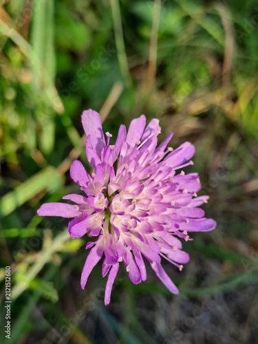 Delicate purple wildflower in summer close up.