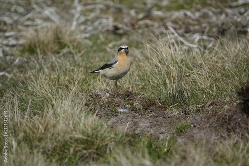 the striking male northern wheatear (Oenanthe oenanthe) a summer visitor to the UK