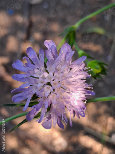 Delicate purple wildflower in summer close up.