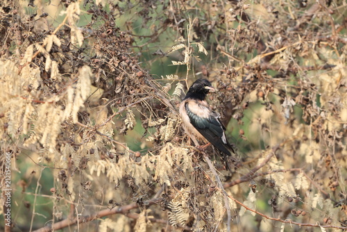 Photography The rosy starling (Pastor roseus), also known as the rose-coloured starling or rose-coloured pastor, is a passerine bird in the starling family
