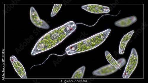 Fotografie Euglena cells moving darkfield m 202608012200