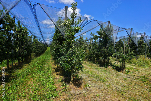 Apfelplantage am Bodensee; Baden Württemberg; Deutschland