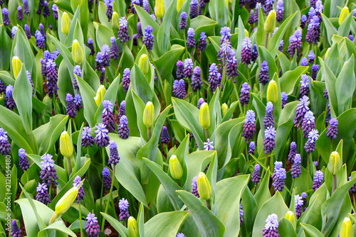Foto Beautiful field of bicolored broud-leaved grape hyacinth Muscari latifolium with fresh green foliage in spring garden, macro photography background