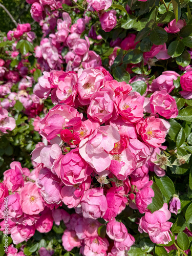 Cuadro en lienzo Blooming pink shrub roses in bright sunny garden