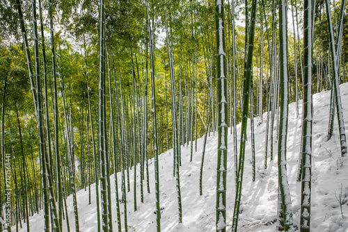 Fotografie Winter Snow Scene of Bamboo Forest at Jingshan, Hangzhou, Zhejiang, China