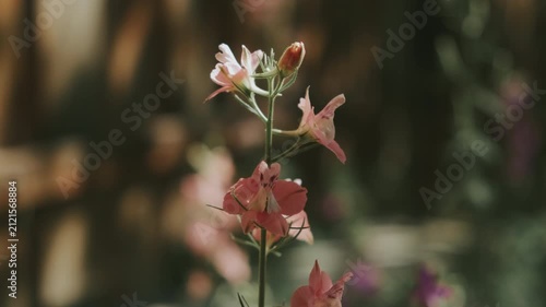 close-up of a flower bud blooming time lapse in a scenic sunny meadow with natural foliage, pink and gre.