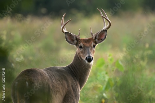 Young white-tailed buck with antlers in a field.