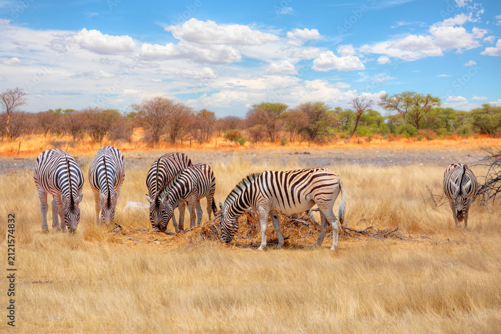 Obraz premium A group of zebras standing among the yellow grass in Etosha National Park in Namibia, in the African savannah, during a safari - Etosha National Park, Namibia