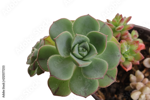 Bild auf Leinwand Una planta de Echeveria elegante en un matero en un fondo transparente