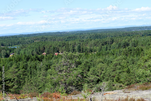 Over the forest