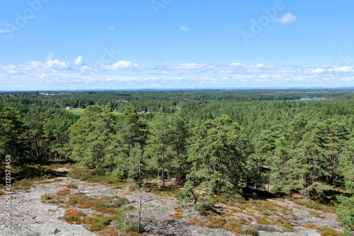 View over the forest
