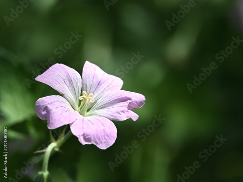 Close view of a geranium