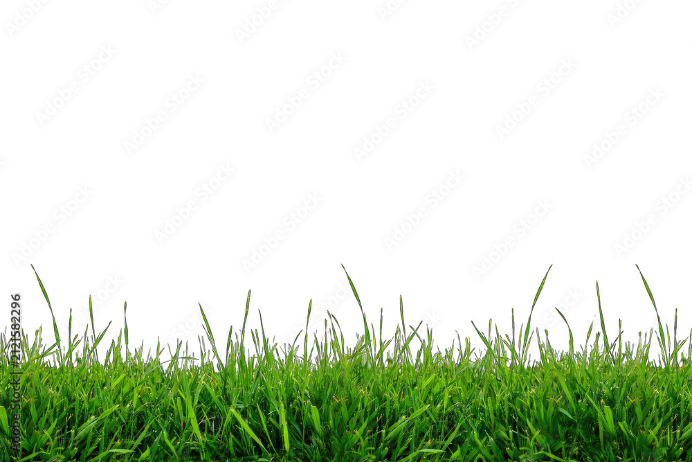 Obraz premium A low-angle photograph of vibrant green grass blades against a solid white background, creating a wide horizontal border of foliage.