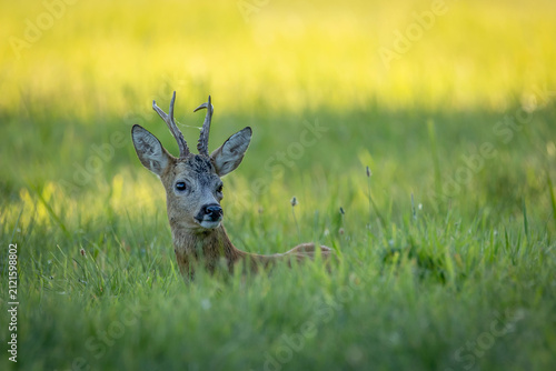 Canvas Print European roe deer buck (Capreolus capreolus) resting and lying in tall green grass on a meadow