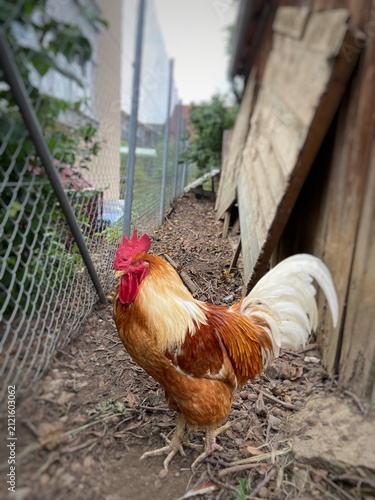 Close up of a proud rooster with red comb and white tail standing on a farmyard outdoors
