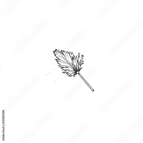 Hand Drawn Feather Duster Illustration On White Background