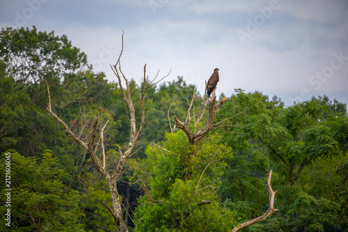 Juvenile bald eagle in the tree