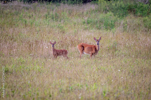 White tail deer in the field in summer