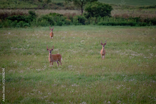 White tail deer in the field in summer