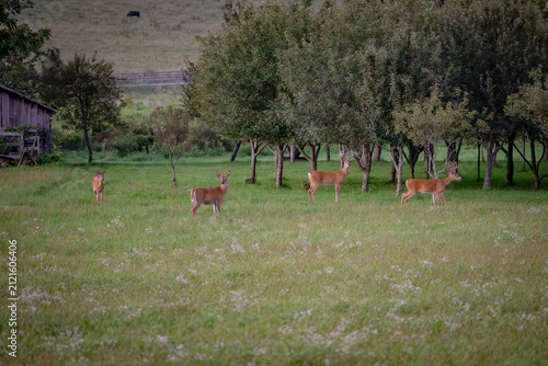 White tail deer in the field in summer