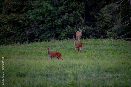 White tail deer in the field in summer