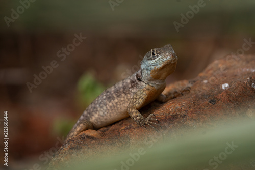 An Amazon lava lizard in the garden in the Pantanal region during the day.  A tropidurus torquatus lizard sunbathing in the Amazon rainforest.