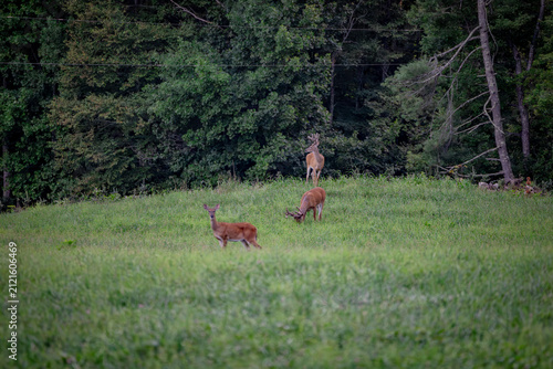 White tail deer in the field in summer