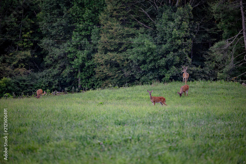 White tail deer in the field in summer