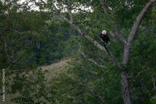 Bald eagle perched in the tree