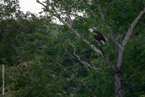 Bald eagle perched in the tree