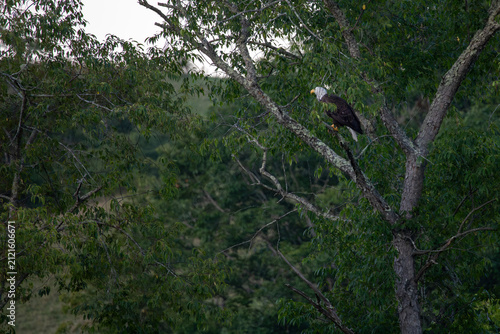 Bald eagle perched in the tree