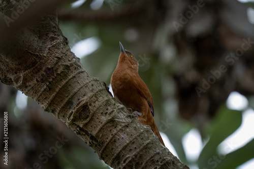 A grey-crested cacholote is searching for food in the tree. A Pseudoseisura unirufa in its natural habitat in the Pantanal. The brown bird belongs to the Furnariidae family.