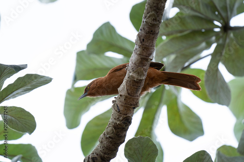 A grey-crested cacholote is searching for food in the tree. A Pseudoseisura unirufa in its natural habitat in the Pantanal. The brown bird belongs to the Furnariidae family.
