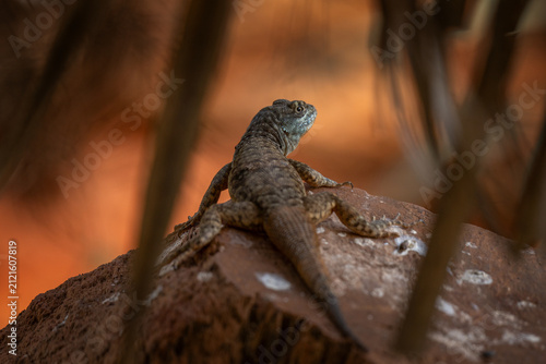 An Amazon lava lizard in the garden in the Pantanal region during the day.  A tropidurus torquatus lizard sunbathing in the Amazon rainforest.
