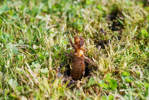 Horizontal Close Up of a Mole Cricket Emerging from a Hole in a Lawn.