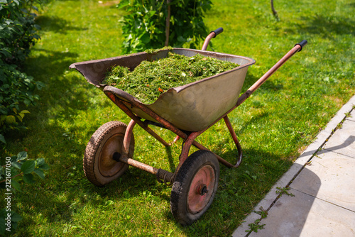 Bild auf Leinwand Old garden wheelbarrow with grass after lawn mower