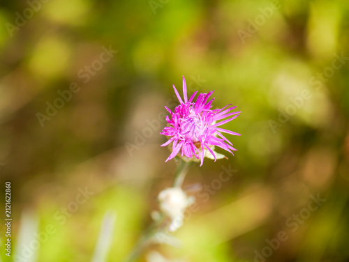 Принти на полотні A flower of the meadow knapweed (Centaurea jacea) as a nature wallpaper