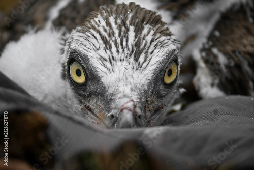 Very close-up front view portrait of a young Short-toed Snake Eagle chick with tongue out