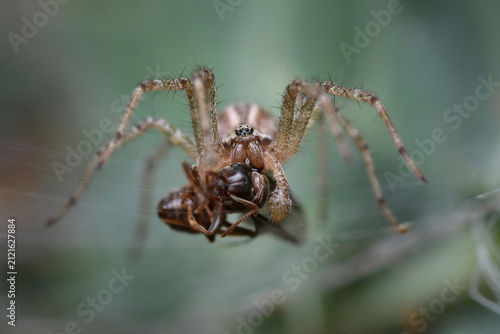 Konstfotografi Frontal macro shot of a spider devouring an ant against a green background
