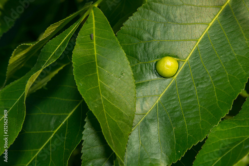 Hickory Leafstem Gall Phylloxera - Phylloxera caryaecaulis