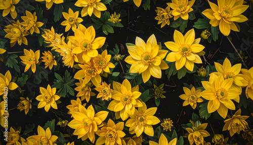 Vibrant Yellow Dahlia Flowers Blooming in a Garden.