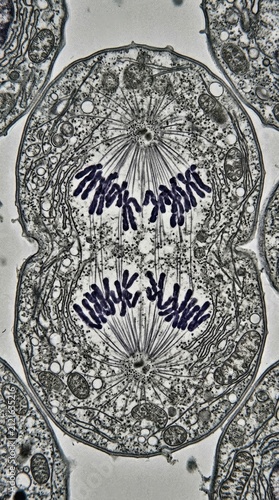 Cell division demonstrating eukaryotic mitosis during anaphase stage, showing sister chromosome pulled toward opposite spindle pole by microtubule fiber, visualizing internal organelle structure.