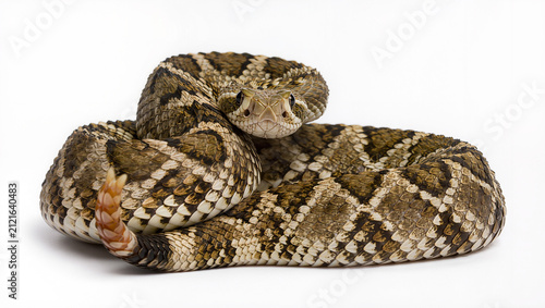 Adult Prairie Rattlesnake Isolated on Seamless White Studio Background